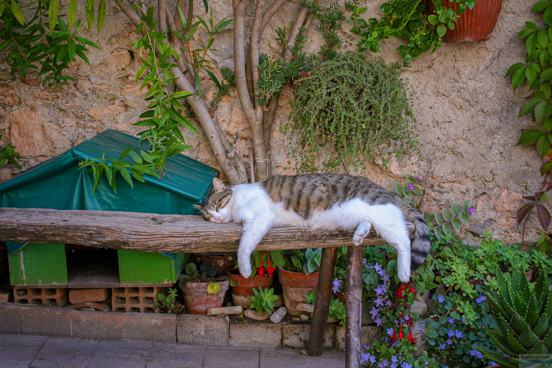 Borgio Verezzi - Die Katze macht Siesta