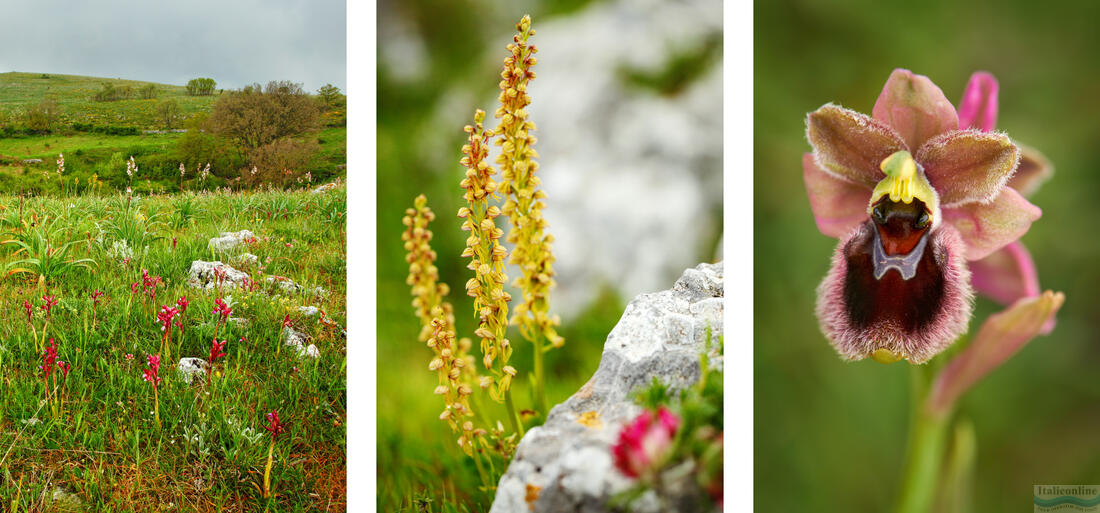 Gargano – Wiese mit wilden Orchideen, Aceras antropophorum, Ophrys garganica