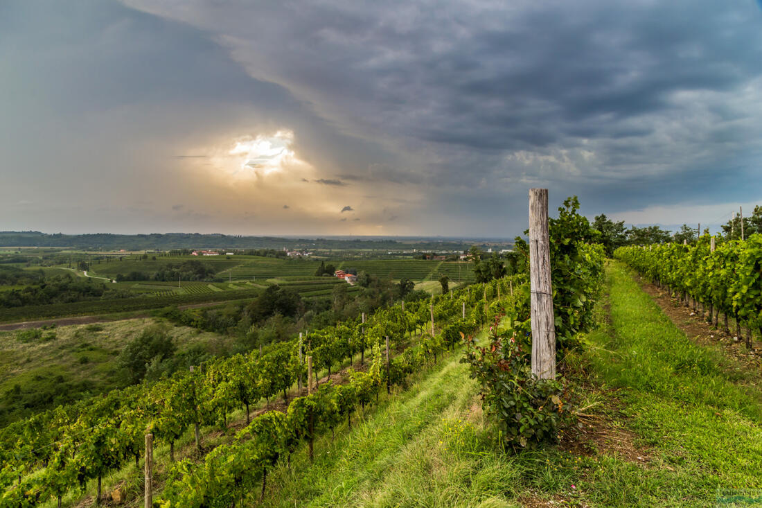 Collio - Weinberge