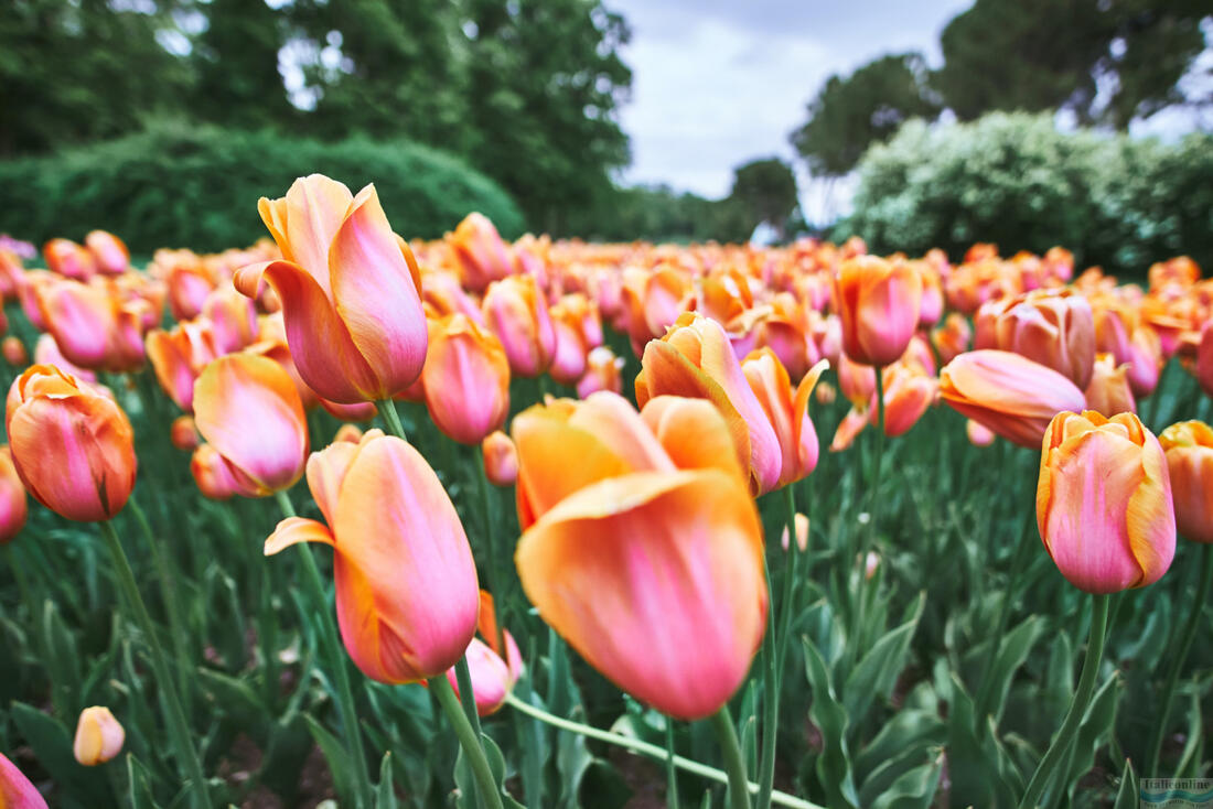 Im Frühling blüht im Sigurtà-Park ein Meer aus Tulpen