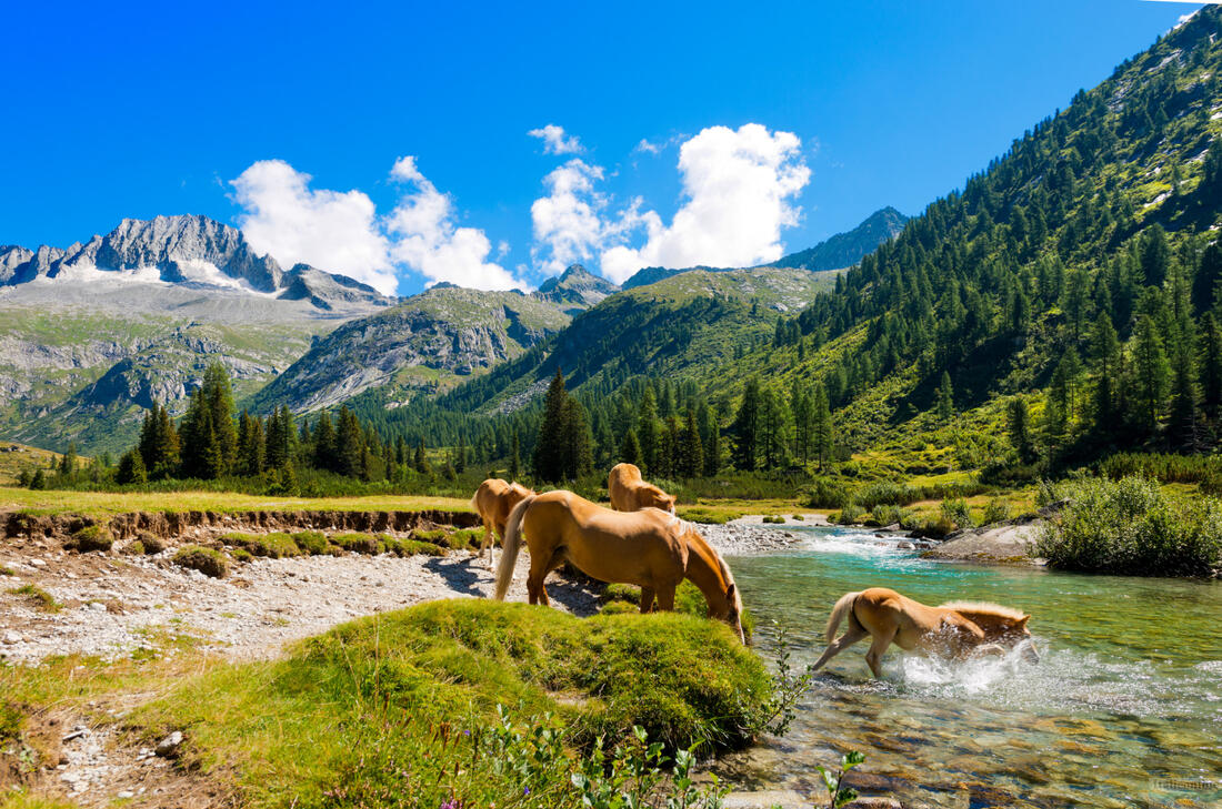 Pferdeherde im Nationalpark Adamello Brenta