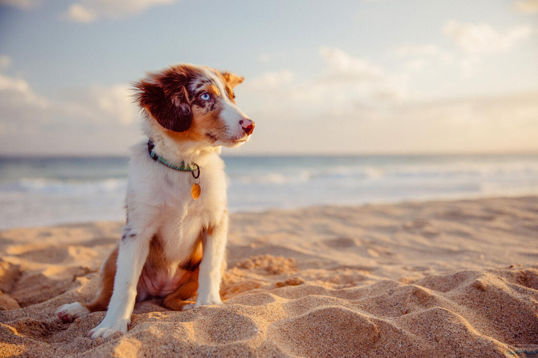 Australischer Schäferhund am Strand von Lignano