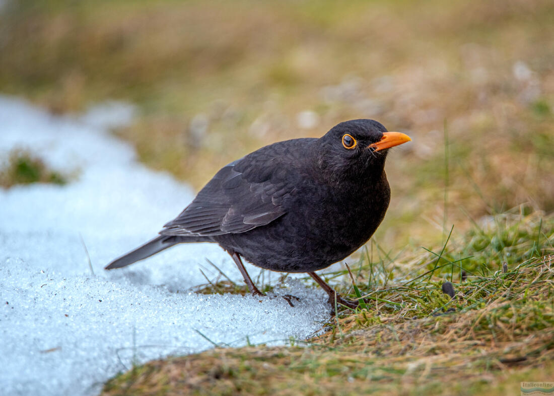 Amsel