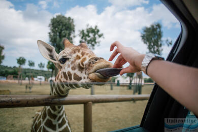 Archäologischer Park oder ZooSafari. Entdecken Sie Fasano!