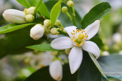 Neroli, das orangefarbene Symbol für Luxus