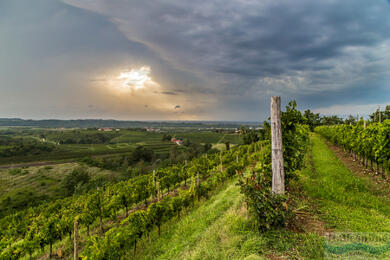 Collio: das Reich des Weins und der kulinarischen Genüsse