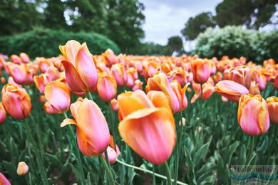 Sigurtà-Gartenpark