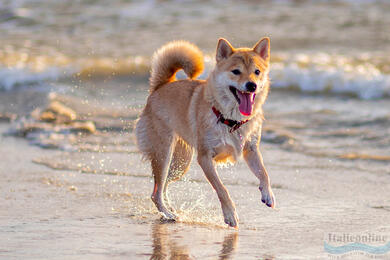 Hundestrand Pluto in Bibione