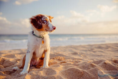 Hundestrand in Lignano